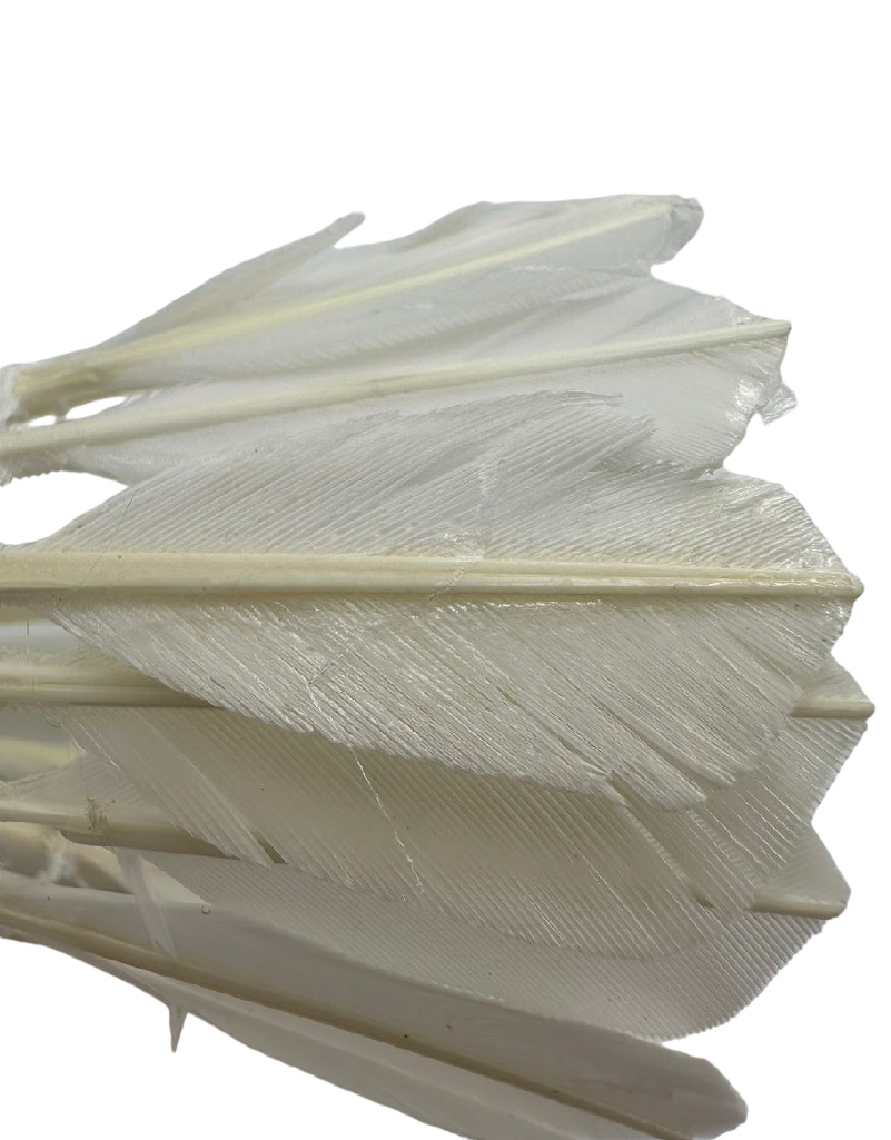 ريش ريش طبيعي 402 AMUSI - Image 4